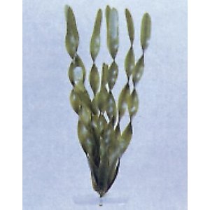 AP 014\\8 PIANTA PLASTICA 20CM